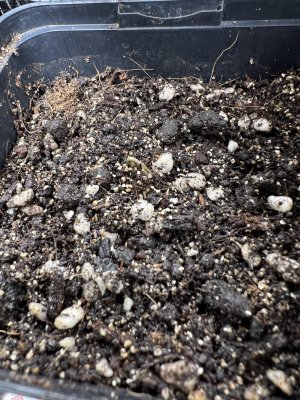 C96DB858-4E0A-4F0B-8D97-E84AF5643863.jpeg C96DB858-4E0A-4F0B-8D97-E84AF5643863.jpeg