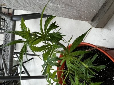 56BE3FB2-624F-4589-B785-07302DF5FDFD.jpeg 56BE3FB2-624F-4589-B785-07302DF5FDFD.jpeg