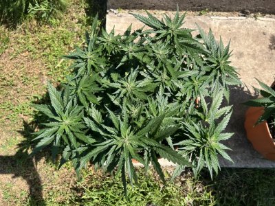 6546D5A0-24BB-4393-9CCB-A475D30AC84D.jpeg 6546D5A0-24BB-4393-9CCB-A475D30AC84D.jpeg