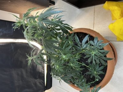 E7BA005C-7DA3-4828-87C0-00F7C80A783D.jpeg E7BA005C-7DA3-4828-87C0-00F7C80A783D.jpeg