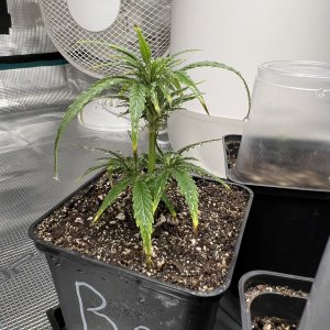 8CBB2824-209D-4178-BF9F-B6A21E36C8E9.jpeg 8CBB2824-209D-4178-BF9F-B6A21E36C8E9.jpeg