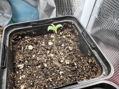 F821479F-F2C9-4132-B389-29B4F2E81C81.jpeg F821479F-F2C9-4132-B389-29B4F2E81C81.jpeg