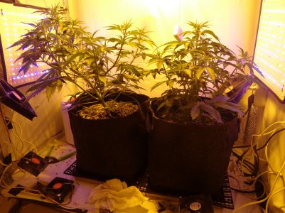 DSC00297.jpg DSC00297.jpg