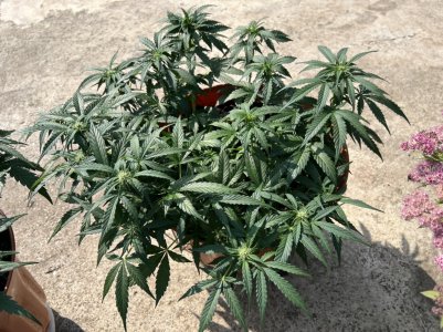 61F76590-6088-4D1B-8B5B-8AF719264879.jpeg 61F76590-6088-4D1B-8B5B-8AF719264879.jpeg