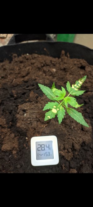 Screenshot_2022-07-13-17-33-24-230_com.miui.gallery.jpg Screenshot_2022-07-13-17-33-24-230_com.miui.gallery.jpg