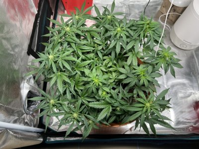 5B722C4E-A0EA-41BE-8BAF-081749F9629E.jpeg 5B722C4E-A0EA-41BE-8BAF-081749F9629E.jpeg