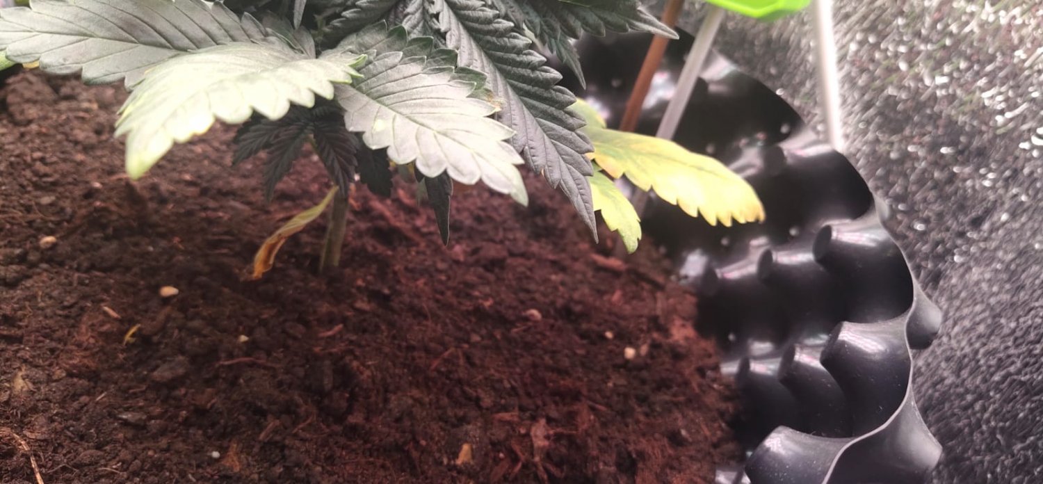 c7d36500-7caa-43c7-a36a-edc9691b8920.jpg c7d36500-7caa-43c7-a36a-edc9691b8920.jpg