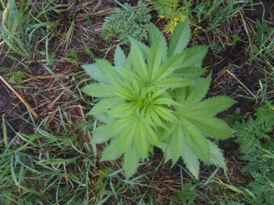 IMG_20220713_185413.jpg IMG_20220713_185413.jpg