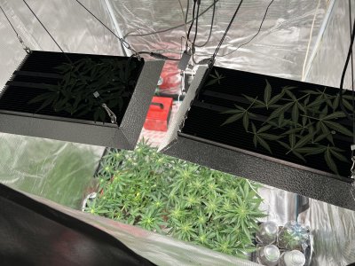 309679CD-A3CB-4F08-BC61-8F8F054B8982.jpeg 309679CD-A3CB-4F08-BC61-8F8F054B8982.jpeg