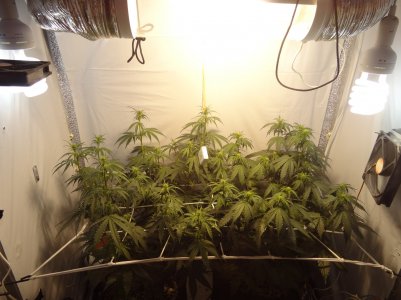 DSC00337.jpg DSC00337.jpg