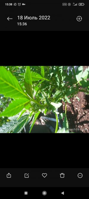 Screenshot_2022-07-18-15-38-19-504_com.miui.gallery.jpg