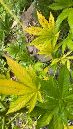 9E5CA43C-C1DF-48B8-BDE3-2C2CC5357375.jpeg 9E5CA43C-C1DF-48B8-BDE3-2C2CC5357375.jpeg