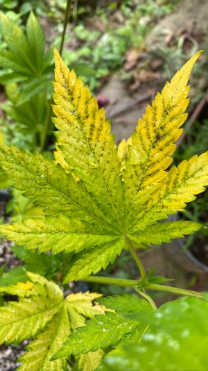 68B8008D-BCC3-442A-AB49-FB38017FD6F4.jpeg 68B8008D-BCC3-442A-AB49-FB38017FD6F4.jpeg