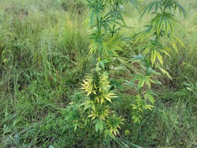 20160528_040548.jpg 20160528_040548.jpg