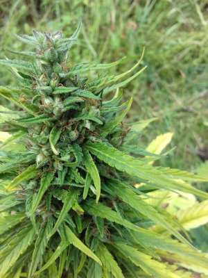 20160528_040708.jpg 20160528_040708.jpg