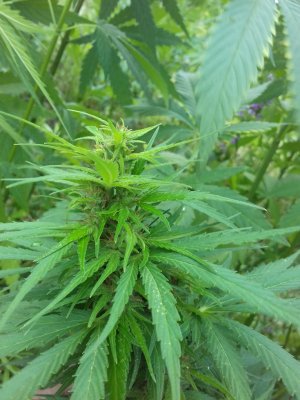 20160528_040945.jpg 20160528_040945.jpg