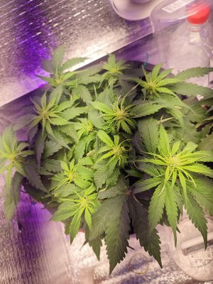 IMG_20220729_123824.jpg IMG_20220729_123824.jpg