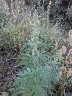 20160605_062608.jpg 20160605_062608.jpg