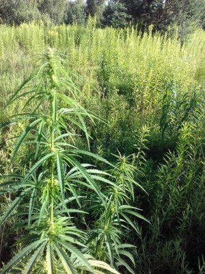 20160528_054858.jpg 20160528_054858.jpg