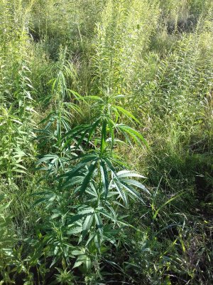 20160528_054829.jpg 20160528_054829.jpg