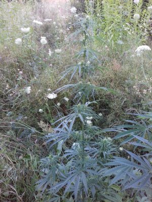 20160605_062818.jpg 20160605_062818.jpg