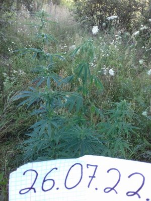 20160605_062910.jpg 20160605_062910.jpg