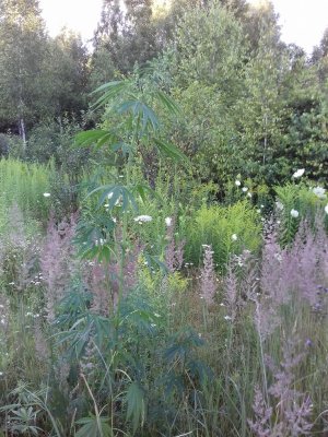 20160605_065720.jpg 20160605_065720.jpg