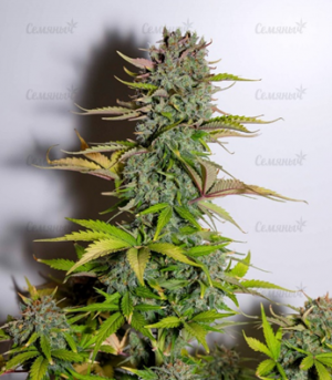 1659535757817.png 1659535757817.png