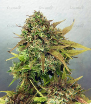 1659535764073.png 1659535764073.png