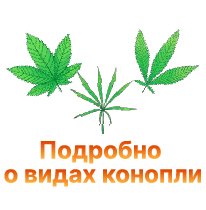 17-Podrobno o vidah konopli-100.jpg 17-Podrobno o vidah konopli-100.jpg