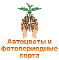18-Avtocvety i fotoperiodnye sorta-100.jpg