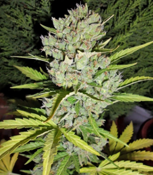 1659550875203.png 1659550875203.png