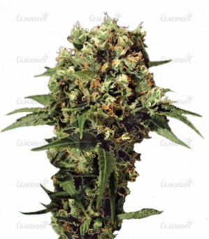 1659551409568.png 1659551409568.png