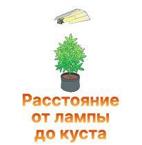 36-Rasstoyanie ot lampy do kusta-100.jpg