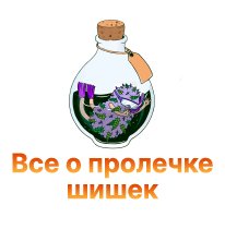 30-Vse o prolechke shishek-100.jpg