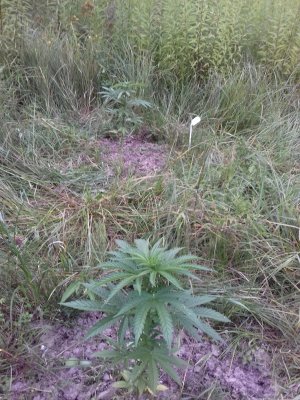 20160609_060216.jpg 20160609_060216.jpg