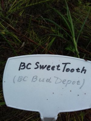 20160609_060506.jpg 20160609_060506.jpg