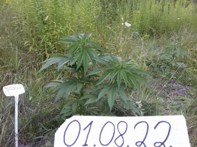 20160609_060856.jpg 20160609_060856.jpg