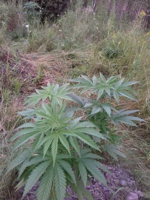 20160609_061152.jpg 20160609_061152.jpg