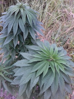 20160609_061547.jpg 20160609_061547.jpg