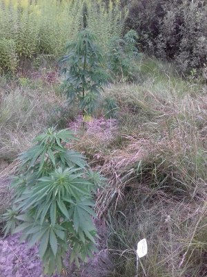 20160609_061951.jpg 20160609_061951.jpg