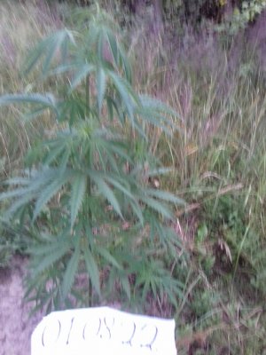 20160609_071719.jpg 20160609_071719.jpg