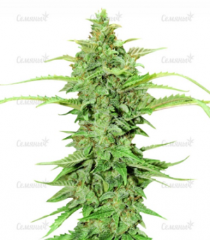 1660135801346.png 1660135801346.png