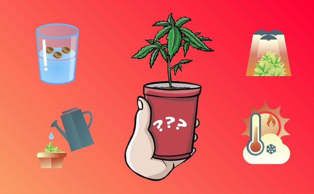 Причины медленного развития конопли Причины медленного развития конопли