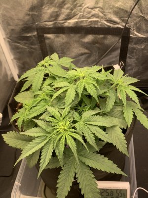 7FEA32BB-61AD-4668-AB08-8F6D9DD8C09D.jpeg 7FEA32BB-61AD-4668-AB08-8F6D9DD8C09D.jpeg