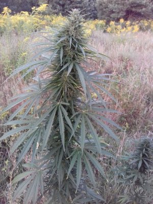 20220823_063150.jpg 20220823_063150.jpg