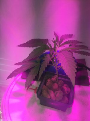 21 (2).JPG 21 (2).JPG