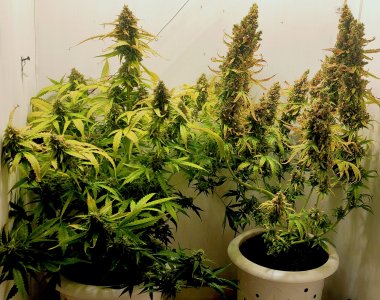 IMG_20220828_1357341.jpg IMG_20220828_1357341.jpg