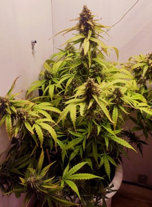 IMG_20220828_1355401.jpg IMG_20220828_1355401.jpg