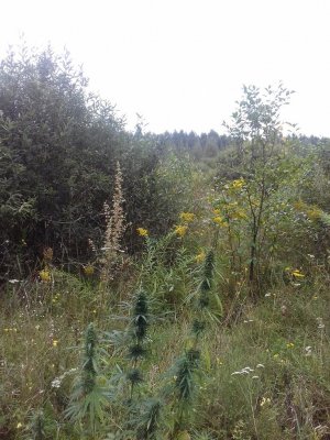 20150104_205532.jpg 20150104_205532.jpg